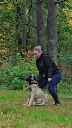 Test av unga Caucasian Ovcharka (9 månader) och Kangal (5 månader) utbildningsdag och studiebesök om vakthundens funktion När man pratar om drifter hos hundar tänker många på något rått och ursprungligt. En inre kraft som styr hundens handlingar. Men begreppet drift är egentligen lite förlegat. Det kommer från en tid då man saknade språket för att beskriva hundens känslor och motivation på ett vetenskapligt sätt. I dag pratar man inte längre om drift som något enskilt. Man talar om emotionell ak