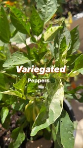 Candy cane chocolate pepper!🫑🌶️ This is a mini bell pepper that has the most beautiful variegation on the foliage and fruit. They will ripen to a deep red color but aren't they beautiful at their green stage as well!? 😍 Need help growing peppers? Here's a grow guide to get you started➡️https://tahiriflowers.com/how-to-grow-peppers/ #variegatedpepper #peppers #bellpepper #homegrownpeppers #gardeninspiration #growfromseeds #gardenlove #homegrown #plantingseeds #gardenfreshveggies #planthappines