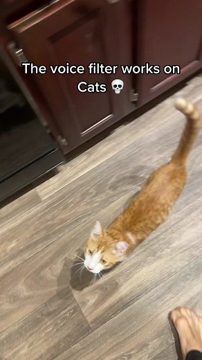 Voice Filter Works on Cats: Funny Filters to Try on Your Cat