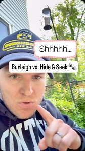13K views · 368 reactions | I hid from Burleigh to test his focus,...