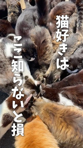 If you love cats, you have to go here. Like, seriously.