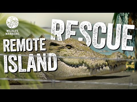 INTENSE Crocodile Rescue on a Remote Tropical Island