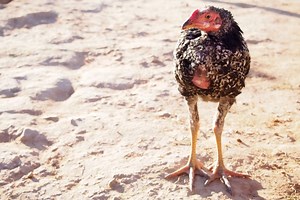 What To Do With An Old Hen Who Has Stopped Laying Eggs – ChickensLife