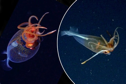 Scientists spot live colossal squid for the first time in South Sandwich Islands