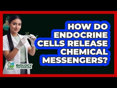 How Do Endocrine Cells Release Chemical Messengers?