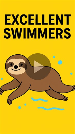 Animal Videos on Instagram: "Sloths are surprisingly strong swimmers, using their long arms to move three times faster in water than they do on land. They can hold their breath for up to 40 minutes by slowing their heart rate, allowing them to glide underwater to travel between trees or escape predators. Most sloths swim in rivers and mangroves within Central and South America, where their swimming ability helps them survive during heavy rains and floods. Although known for their slow movements,