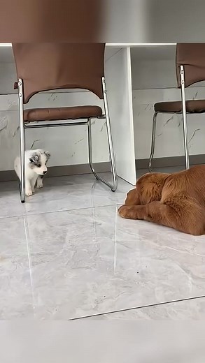 70K views · 1.2K reactions | This dog teaches rude puppy some manners  #fyp #viral | Peak Pick | Facebook