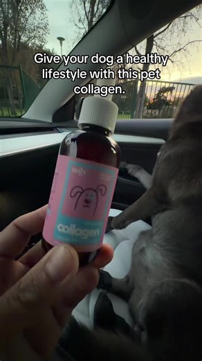 Taily dog collagen.