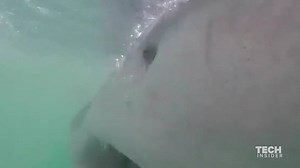 254K views · 1.3K reactions | Terrifying video of a great white shark attacking divers in a cage. | Insider Tech | Facebook