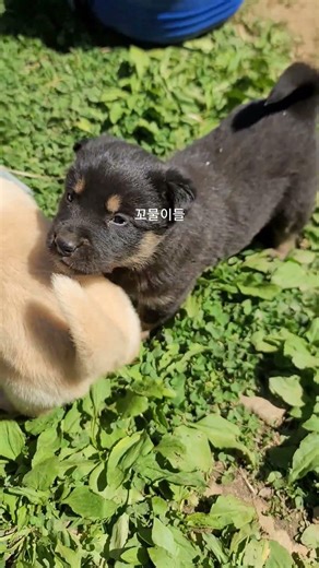 꼬물이들이 많이커서 귀여운 강아지가 됐어요