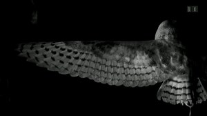 Flugschau im Labor: Was Forscher von Schleiereulen lernen