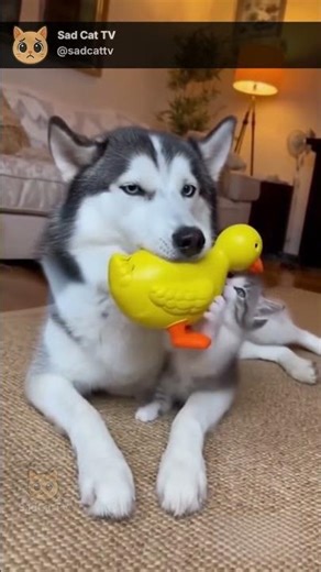 Husky Plays With Squeaky Toy… But Cat Mom Isn’t Having It! 😂🐶🐱