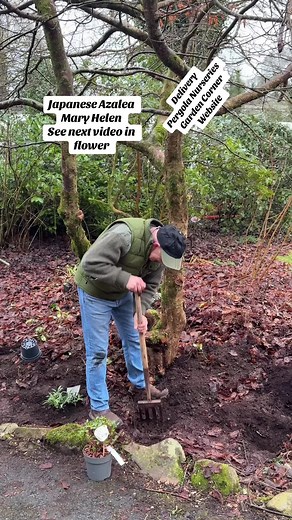 add WEBSHOP https://pergolanurseries.ecwid.com Azalea Japonica Mary Helen ..dwarf evergreen shrub with large white flowers in spring. Ideal in pots, beds or rockeries.Winter hardy and tough https://pergolanurseries.ecwid.com ALL IRELAND DELIVERY 🚚 32 Counties Pergola Nurseries Garden Corner, Virginia, Co Cavan “A gardeners oasis of quality plants “ Open Tuesday to Saturday 10.3-5 Open Sundays 2-5 #fyp #grow #gardening #garden