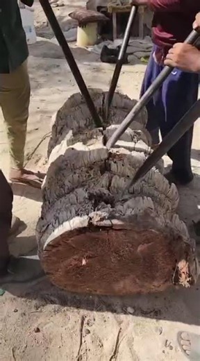 the process of splitting a sago palm #shorts