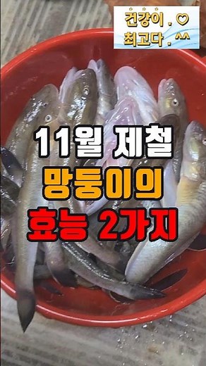 11월 제철 망둥이의 효능 2가지 #건강이최고다 #건강정보 #노후건강 #망둥이