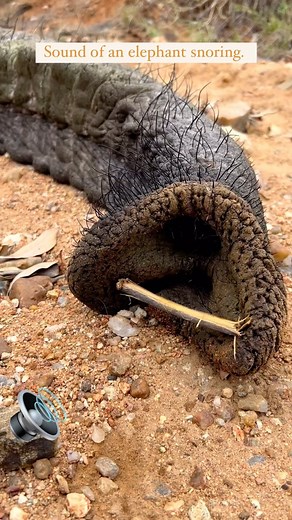 Turn the sound up and listen to the biggest elephant snorer I have come across so far. This big bull was immobilized in order to replace his satellite tracking collar and he treated us to these awesome rumbling snores! The little stick is used to make sure of an open airway. Video by @the_conservation_vet Www.africansafarimag.com #elephant #africansafarimag #africansafari | African Safari Mag