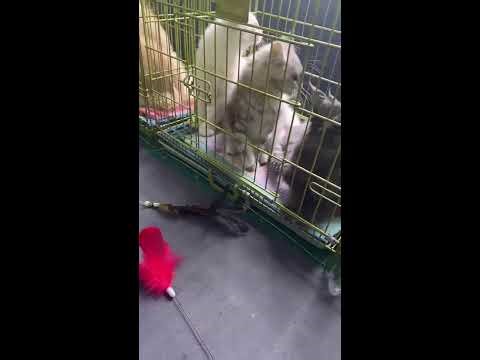 Noisy Cat Market Livestream | First-Person Kitten Viewing | Busy Street Soundscape