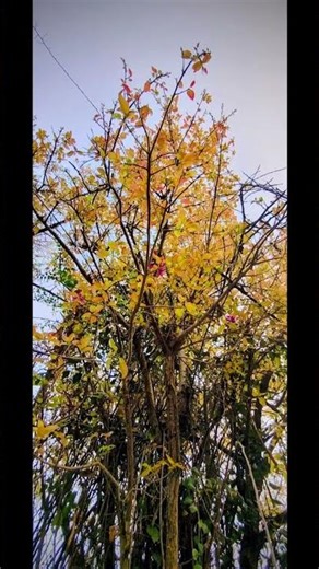 Beautiful Spring season 😍❤️