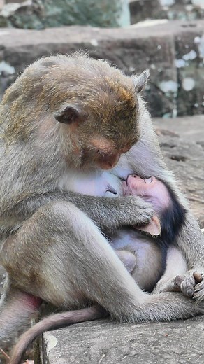 Sleeping so well baby monkey Jillian | Lovely Monkey