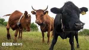 Cows released on Somerset common for first time in 60 years