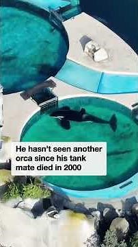 Heartbreaking video of "world's loneliest orca" trapped in tank