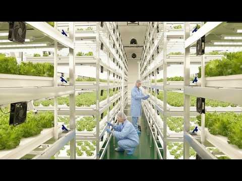 Smart Farming in Korea – How Scientists Grow Vegetables with Technology