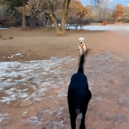 🌟 Remarkable Update on Snickerdoodle! 🌟 From one of the most shut down dogs we’ve ever seen to a joyful, playful soul, Snickerdoodle has truly transformed. Now thriving in a foster home, she’s been with us for a few months and the changes are nothing short of miraculous. Watch her confidently sprint across the open space of a safely fenced area, seek affection from her foster mom, our Grooming Supervisor, Mialee, and play happily with her foster sister, Spooky. Don’t miss watching her at the e