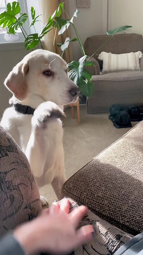 Stage 5 Clinger: The Great Pyrenees Mix Experience