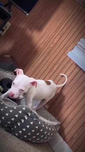 Transformative Dog Game Highlights