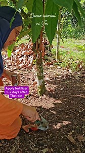 Post harvest recovery Fertilizer #fyp #followers #cacoa #YaraMila #fertilizer #latest | CACAO tutorial ni JM