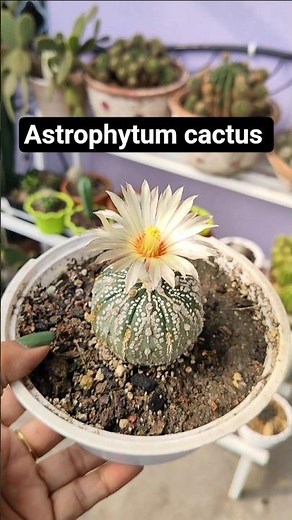 astrophytum cactus flowering