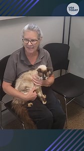 7K views · 137 reactions | This owner thought she would never see her cat again. Eleven years after he went missing, she got a mind-boggling phone call. #animalkind | Cape Cod Times | Facebook