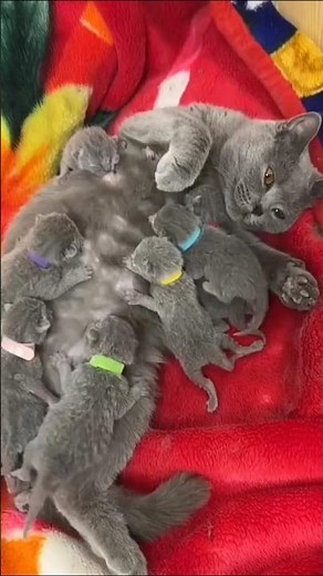 ADORABLE KITTENS 🐱 | Newborn Babies Nursing with Mom 💖 #animalcuteness