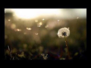 800% slower Imogen Heap - Hide and Seek, A Symphony of the human voice in octaves