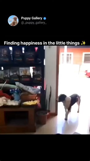 𝙋𝙪𝙥𝙥𝙮 | 𝘿𝙤𝙜 | 𝙋𝙚𝙩 𝙇𝙤𝙫𝙚𝙧 on Instagram: "Pure Happiness 😍🐶✨ . . . . . . . #reels #instagram #explore #cutedogs #cutevideos #cute #virals #pets #petpost #petreels #petlovers #dogvideo #dogs #doglovers #doglife #new"