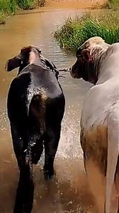 asi es mejor😎 | El hijo del llano