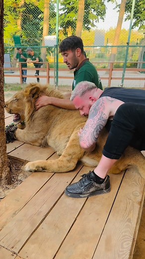 Dr. Ali Heidari, D.C. on Instagram: "Animal Chiropractor in Germany @bones_hands_animals #chiropractic #animals #cat #dog"