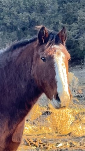Skydog Sanctuary on Instagram: "New Years Eve 🤎🖤🤍 and let’s give peace a chance ☮️ It’s hard to live in this world right now with so much chaos, war and division. But here in this quiet corner of the world peace is our philosophy and lives in every action we take. Lennon and Emerson are two seniors we bought on the BLM Internet Adoption for $25 each. How messed up are our values that we put such a small price on their worth and value. To us they’re everything and priceles