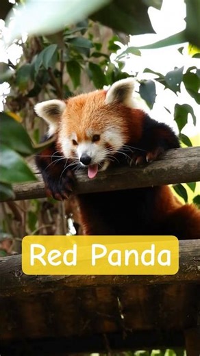 This “Carnivore” Lives on Plants?! 🎍