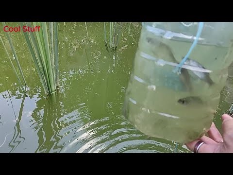 How to make the Plastic Bottle Fish Trap