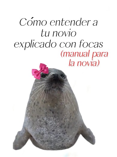 Como entender a tu novio, explicado con focas. (manual para novias) #focas #novio #focaexplica