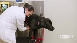 The mission of America's VetDogs is to help those who have served our country honorably live with dignity and independence. Learn more about this program is providing enhanced mobility and renewed life to veterans, active-duty service members and first responders with disabilities. | Lucky Dog