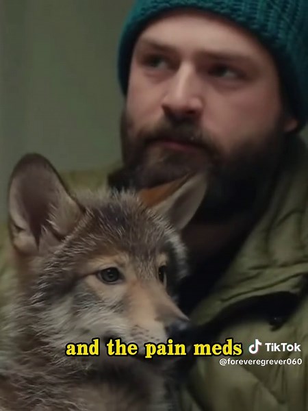 I saved a besieged Mexican wolf cub,and then…#fyp #wolf #animalrescue #save #help