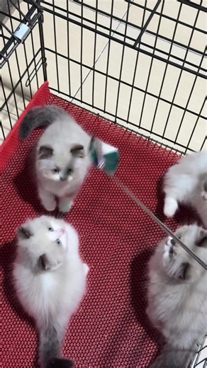 Saran nama buat mereka dong, 2 jantan 2 betina😁 #ragdoll #kitten #ragdol #ragdollcat #ragdollkitten