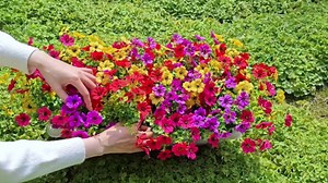 20 Pcs Artificial Flowers for Outdoors Fake Flowers UV Resistant, Artificial Plants Outdoor Indoor Faux Plastic Fake Plants for Planter Front Door Garden Porch Yard Home Decor(Pink Red Purple Yellow)