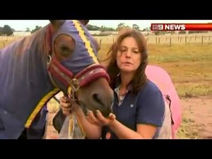A horse in Australia trapped in quicksand is rescued as its owner stays by its side