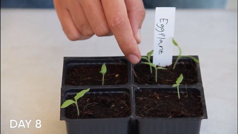 How to grow eggplants in containers and harvest perfect fruits at home