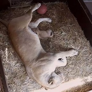 And now for some happy news! Mogo Zoo has announced the arrival of a baby lion cub, just a few weeks after their town was devastated by fires. Zookeeper Chad says first-time mum Chitwah and her new little one were doing well. "Obviously with everything that has been going on I have left it until everything calmed down a little to share," he said. | ABC Canberra