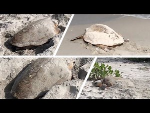 Loggerhead Sea Turtle Encounter on Sanibel Island. INCREDIBLE daytime experience on the beach.