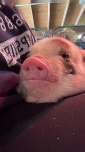 Piglet Cuddling Experience at Out Of Site Alpaca Farm